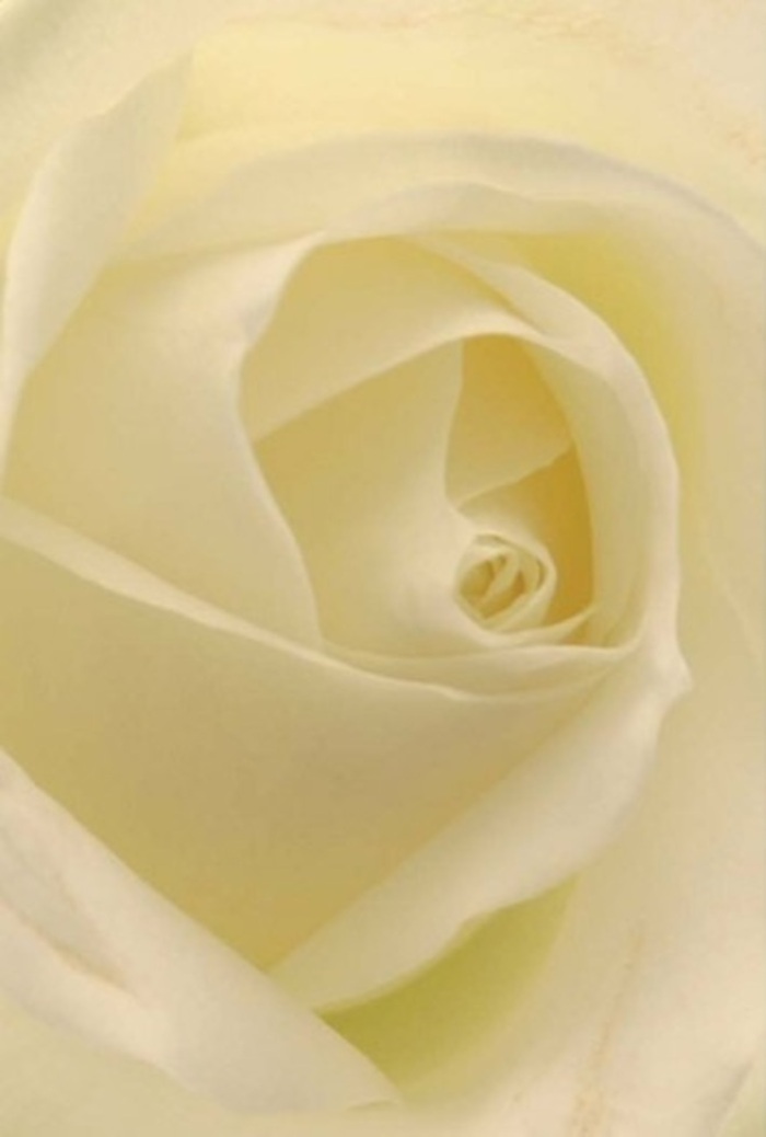 Gazing closely at this classical rose, freshly arranged near the lively markets of Wimbledon, one becomes absorbed in the quiet elegance of its layers. The petals-silky and soft-unfurl in creamy spirals, reaching outward with gentle confidence. Light seems to pour through each fold, blending whites and creams in a smooth ombré, creating a bloom that almost glows from within. The artful composition evokes both calm and sophistication, much like a peaceful afternoon walk across Wimbledon Park. Ideal for any heartfelt expression-be it a romantic gesture, a note of gratitude, or the charm of a wedding centerpiece-this rose's near-perfect symmetry is a testament to both purity of emotion and resilience. Subtle hints of floral fragrance lift from the petals, infusing the air with a clean, serene presence, the hallmark of local Wimbledon Florist expertise. Each subtle variation in hue and shadow highlights the natural beauty and skillful hands that brought this arrangement to life, making it an ever-appropriate companion for any meaningful occasion in the SW19 community.